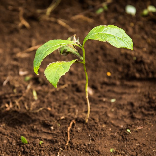 One Tree Planted