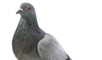 Google Pigeon Update