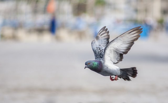 Google Pigeon Update